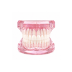Transparent Tooth Model for Tooth Gem Training
